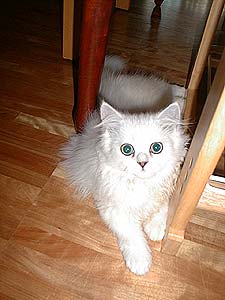 �����`���[���[�ł��B