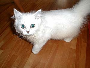 �F�����낵���`