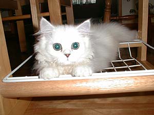 �L�e�B�����̐^��