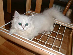 �ŏ��̍��͈֎q�̑� �΂���ɂ��܂����B