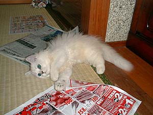 �`���V�Ƃ����Ă܂��B