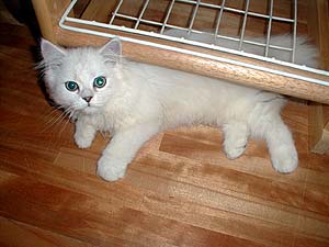 ��݂͂ǂ�ł��B