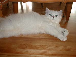 �ӂ��`�悭�Q���ɂ�`