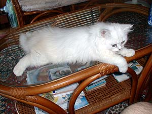 �K���X�̃e�[�u��