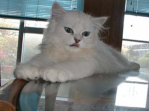 ����o���Ă؂������