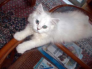 �₽���ċC���������ɂ�`