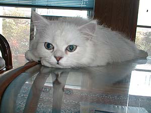 ���v���ɂӂ���H