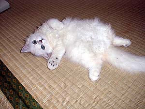 �����ւ����ł�