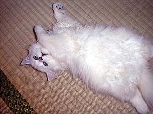 �C���������ɂ�`