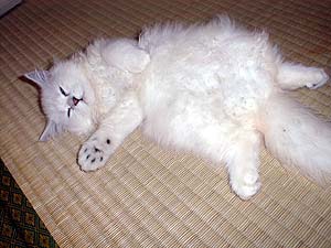 �͂��Ⴌ�Ȃ���E�g�E�g