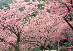 ���d�x�̍�